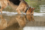 Deutscher Schferhund