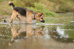 Deutscher Schferhund