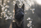 Deutscher Schferhund