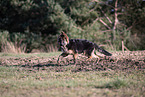 Deutscher Schferhund Welpe