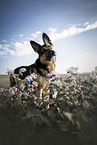 Deutscher Schferhund