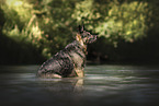 Deutscher Schferhund