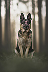 Deutscher Schferhund
