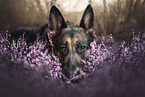 Deutscher Schferhund