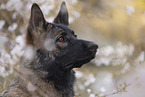 Deutscher Schferhund