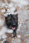 Deutscher Schferhund