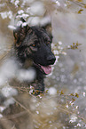Deutscher Schferhund