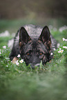 Deutscher Schferhund