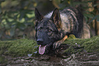 Deutscher Schferhund