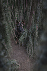 Deutscher Schferhund