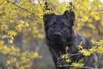 Deutscher Schferhund