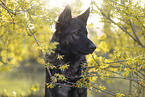 Deutscher Schferhund