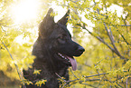Deutscher Schferhund