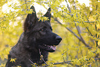 Deutscher Schferhund