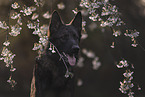 Deutscher Schferhund