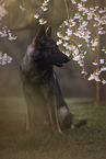 Deutscher Schferhund