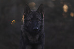 Deutscher Schferhund