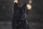 Deutscher Schferhund