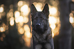 Deutscher Schferhund