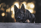 Deutscher Schferhund