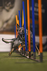 Deutscher Schferhund