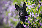 Deutscher Schferhund