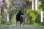 Deutscher Schferhund