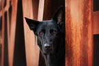 Deutscher Schferhund