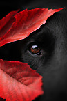 Deutscher Schferhund