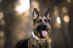 Deutscher Schferhund
