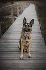 Deutscher Schferhund