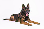 Deutscher Schferhund