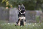 Deutscher Schferhund