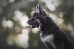 Deutscher Schferhund
