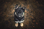 Deutscher Sch�ferhund
