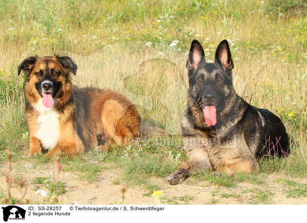 2 Hunde / 2 dogs / SS-28257
