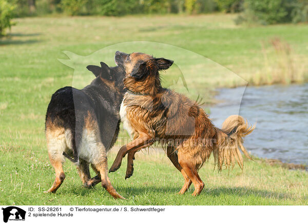 2 Hunde / 2 dogs / SS-28261