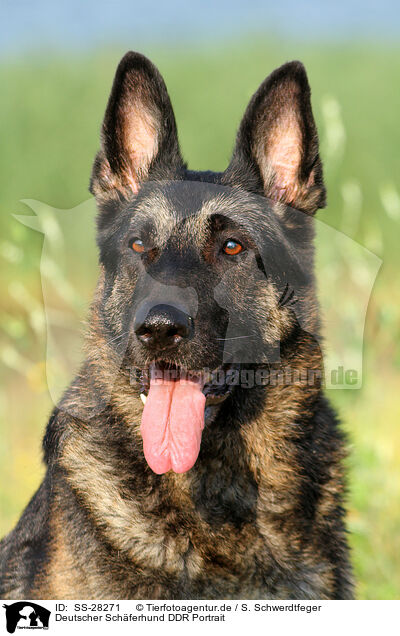 Deutscher Schferhund DDR Portrait / East German Shepherd portrait / SS-28271