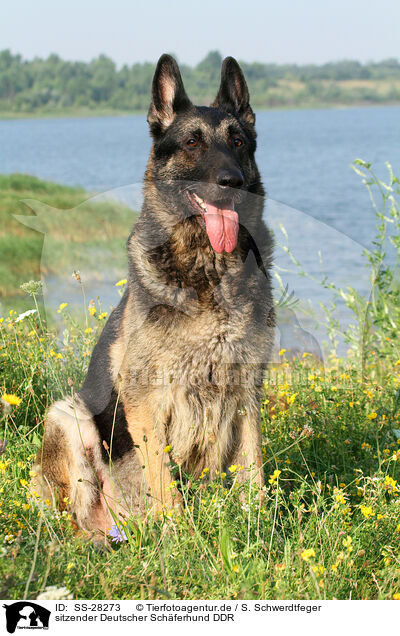 sitzender Deutscher Schferhund DDR / sitting East German Shepherd / SS-28273
