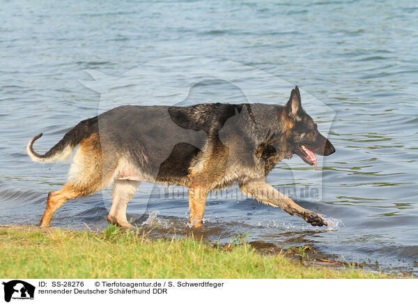 rennender Deutscher Schferhund DDR / running East German Shepherd / SS-28276