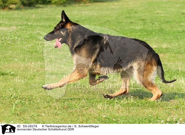 rennender Deutscher Schferhund DDR / running East German Shepherd / SS-28278