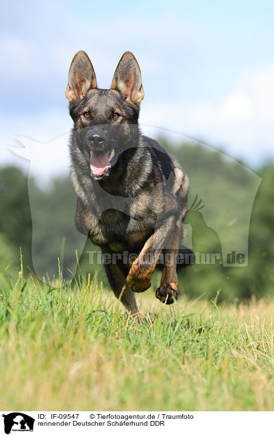 rennender Deutscher Schferhund DDR / running east German Shepherd / IF-09547