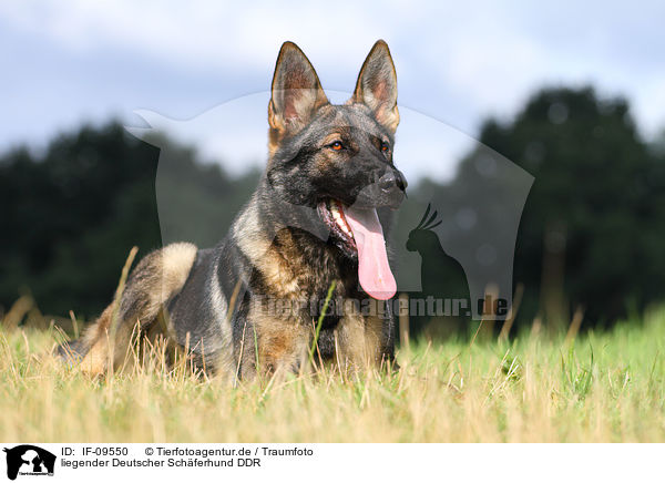 liegender Deutscher Schferhund DDR / lying east German Shepherd / IF-09550