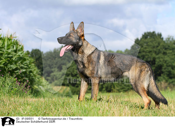 Deutscher Sch�ferhund DDR / east German Shepherd / IF-09551