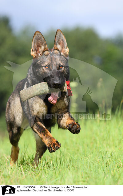 spielender Deutscher Schferhund DDR / playing east German Shepherd / IF-09554
