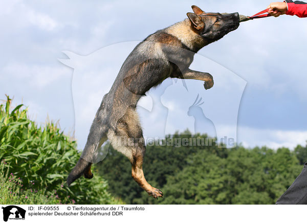 spielender Deutscher Schferhund DDR / playing east German Shepherd / IF-09555