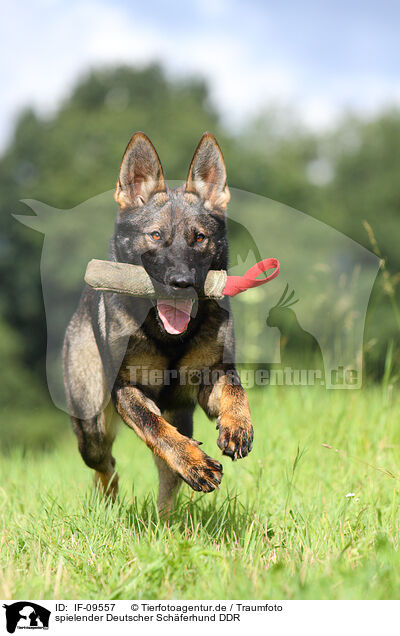 spielender Deutscher Schferhund DDR / playing east German Shepherd / IF-09557