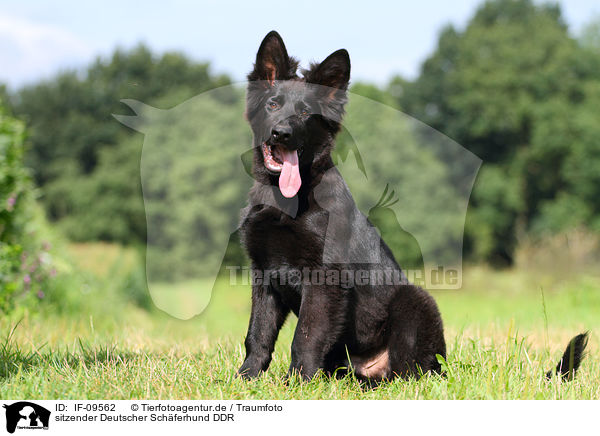 sitzender Deutscher Schferhund DDR / sitting east German Shepherd / IF-09562