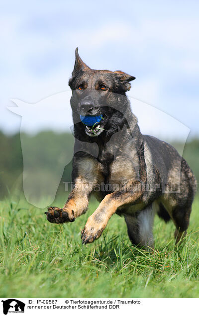 rennender Deutscher Schferhund DDR / running east German Shepherd / IF-09567