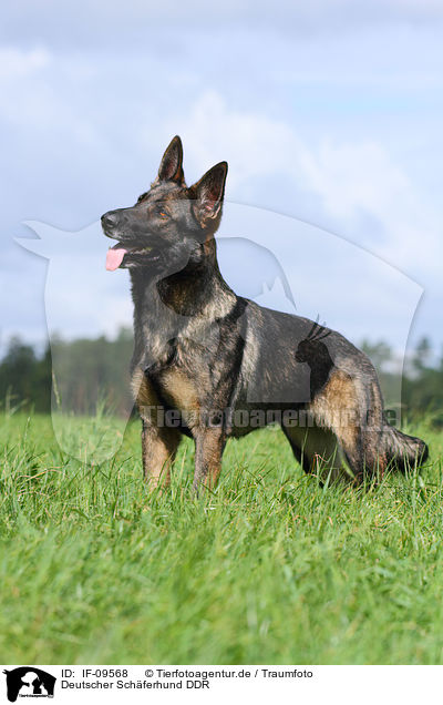 Deutscher Schferhund DDR / east German Shepherd / IF-09568